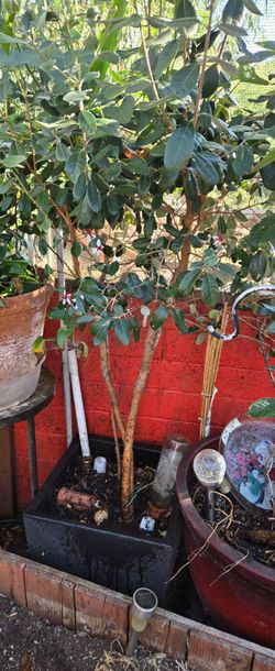 5ft pineapple guava tree