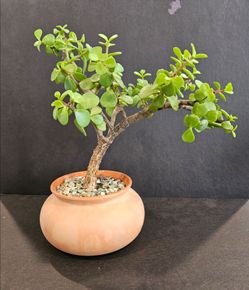 Bonsai - Elephant Bush