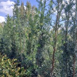 Podocarpus Hedges 5.5-6ft $45