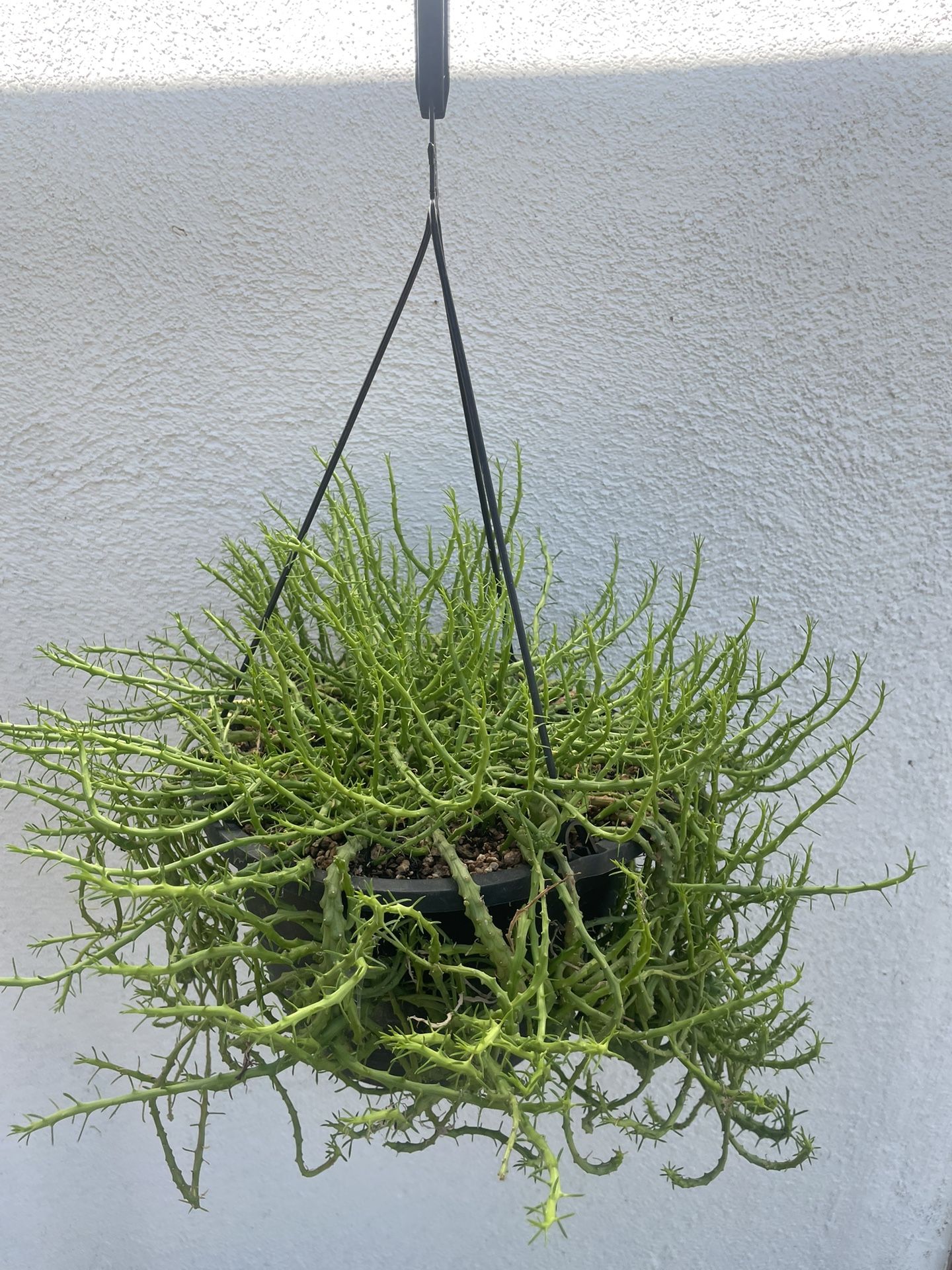 Euphorbia Flanaganii Medusa Head Succulent