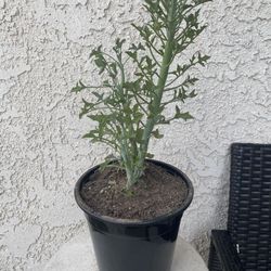 1.5 Gallon Pot Rare Succulent Plant - Senecio Articulatus - Candle Plant  - Rooted & Established - Drought Resistant - 🪴