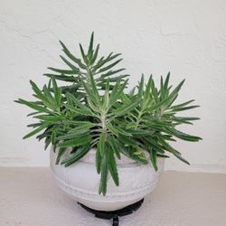 Mother Of Thousand Plant In Big Pot 