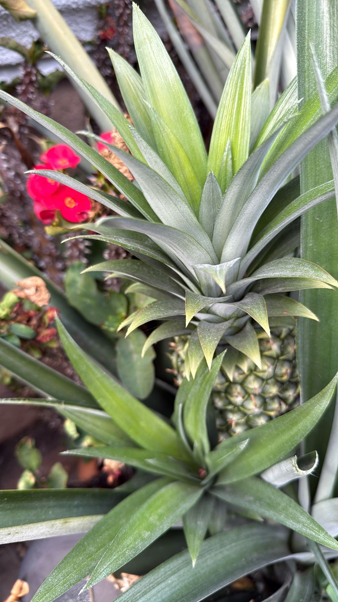 Clay Pot With Full Of Pineapple Plants, And Crown Of Turns
