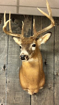 White Tail Deer Mount