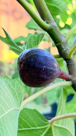 5-Gallon Dark Purple Fig Tree – Black Mission / LSU Purple / VdB (Variety Uncertain)