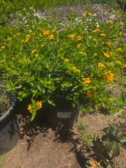Lantana Amarilla