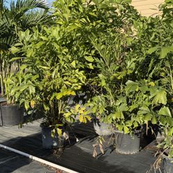 Fishtail Palms 15 Gallon