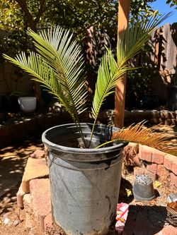Sego Palm