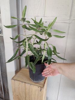 Kalanchoe, $10 Calles Principales NELLIS BLVD Y CHEYENNE AVE.