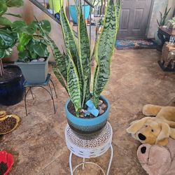 Sansevieria Snake Plants In New 8in Ceramic Pot With Polished Stones 