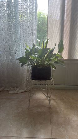 Real Plant arrangement