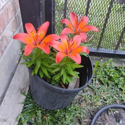 Asiatic Lily's Plant 