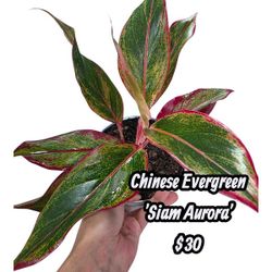Chinese Evergreen 🌲 Aglaonema 'Siam Aurora' 