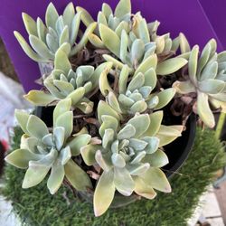 Dudleya farinosa cluster , Live Rooted , get 2 free succulent cuttings