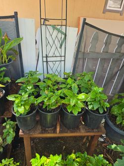 Arabica coffee plants