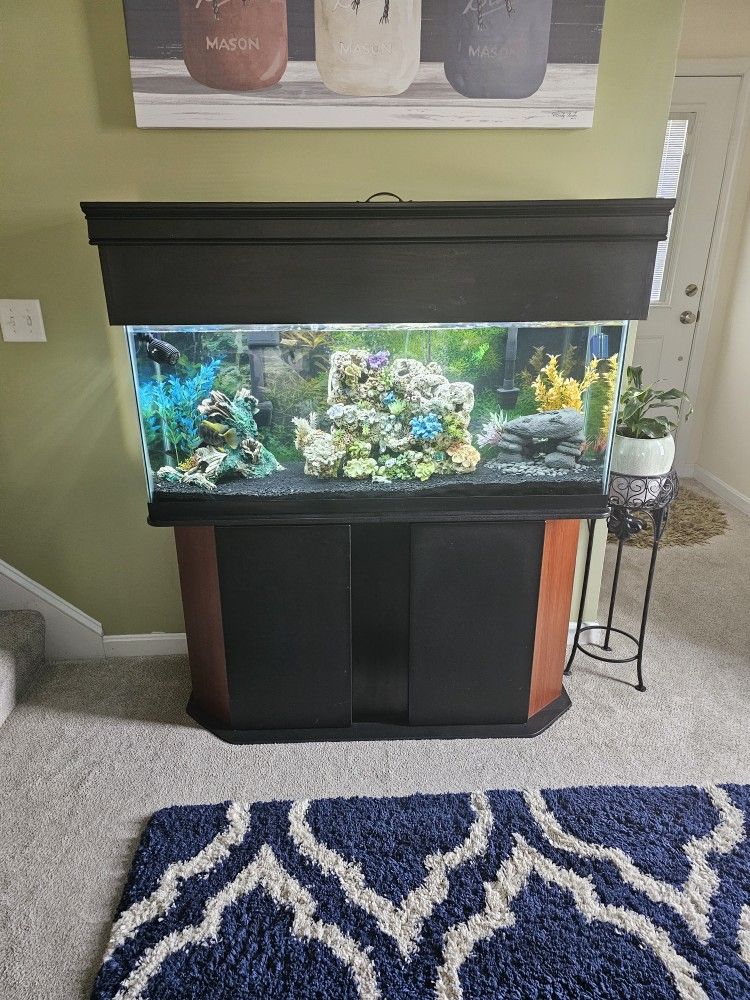 55 Gallon Freshwater Fishtank