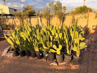 Nopales