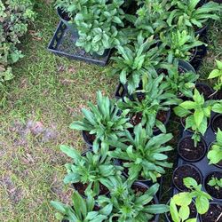 Planta de recao o culantro