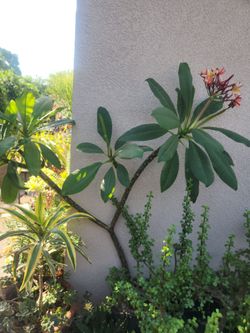 Rainbow plomeria