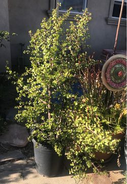 $10 tall Elephant ear jade plant