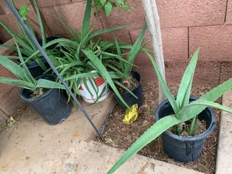 Surprisingly Amount Of plants for sale