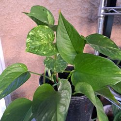 Golden photos,     House Plant )