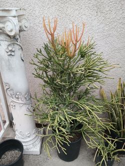 Succulents Fire Stick, Pencil. $25.00