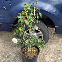 Melissa Ann camellia tree