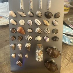 Shell Magnets 🧲 