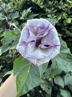 FREE Purple Angel Trumpet Seed Pods