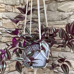 Tradescantia Zebrina Easy To Care House Plant In Beautiful  Textured Pot 5”H.