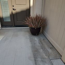 Free Aloe Plants With Base