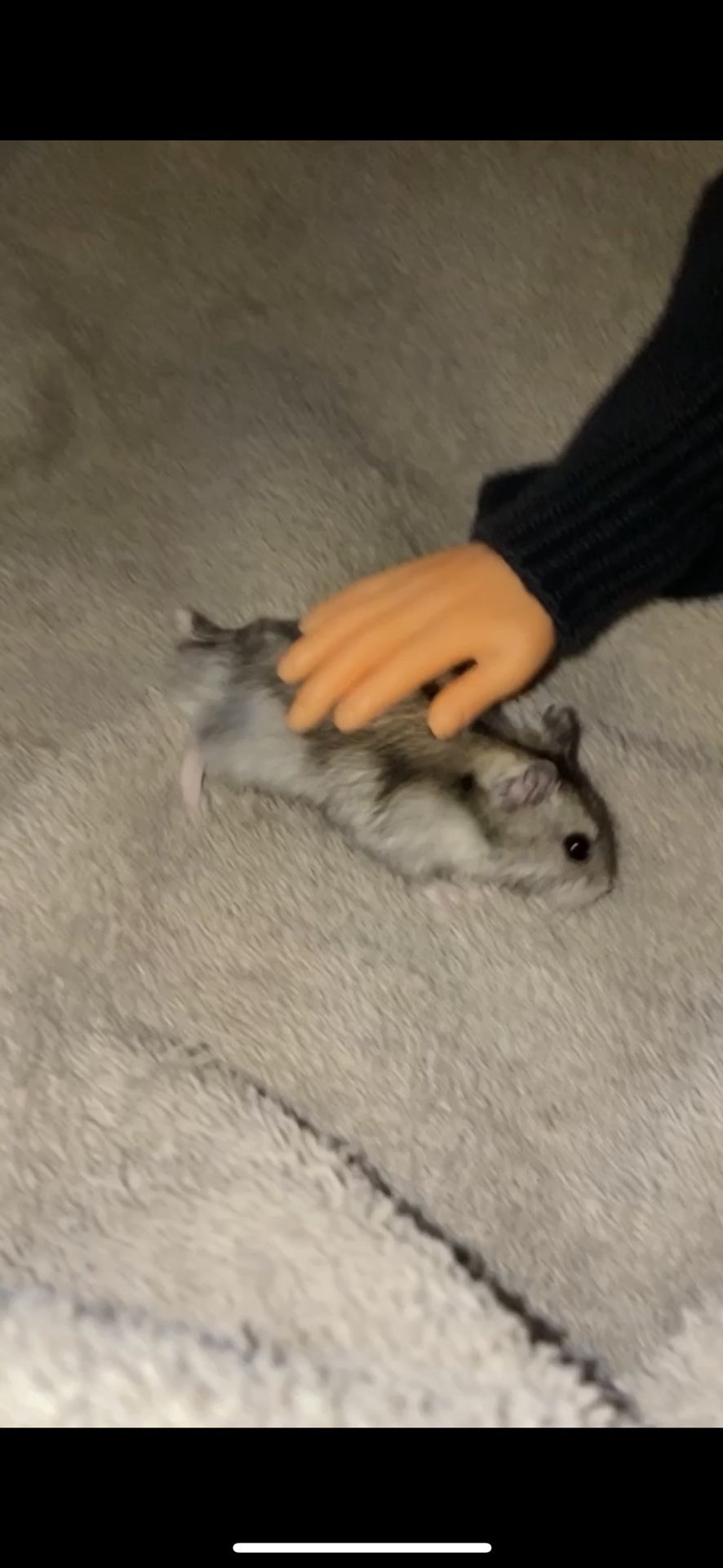Cage With Accessories For A Hamster