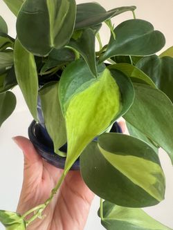 Potted Philodendron Plant in Blue Ceramic Pot