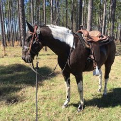 Quater horse 
