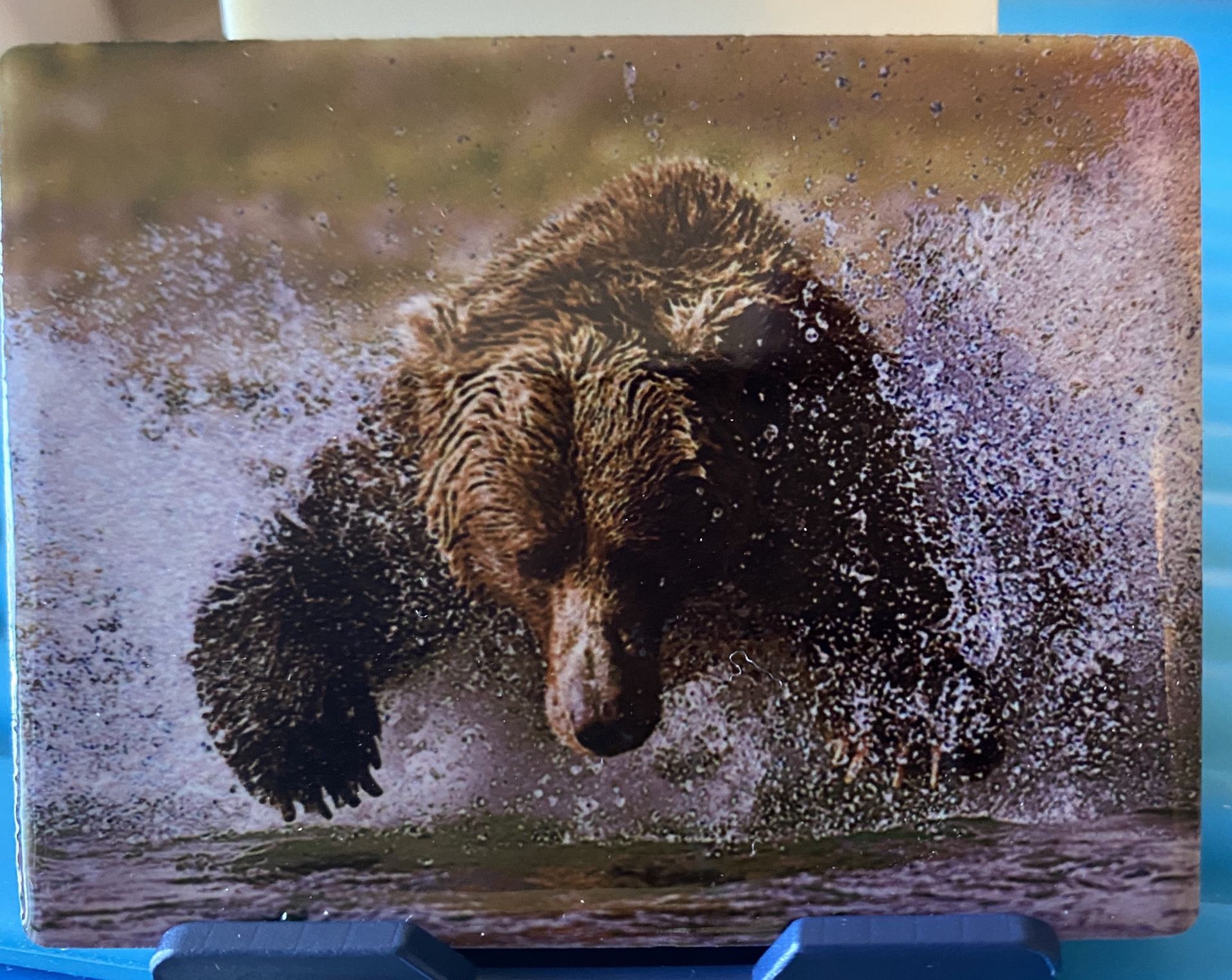 Refrigerator magnet. Katmai Alaska bear running