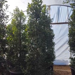 Ficus Nitida 25 Gallons