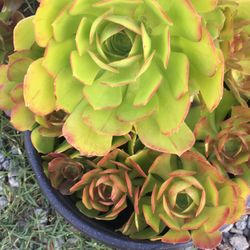 Aeoniums