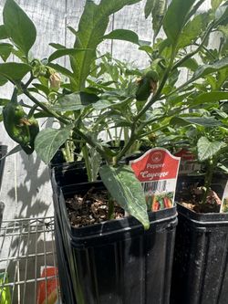 Cayenne pepper Plant