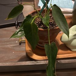 Philodendron Spiritus Sancti Plant