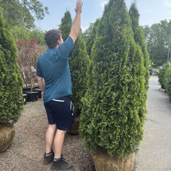 Green Giant & Emerald Green Privacy Trees – Various Sizes