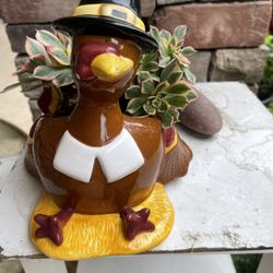 Succulents In Decorative Pots 