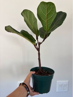 6” Fiddle Leaf Fig Ficus lyrata plant
