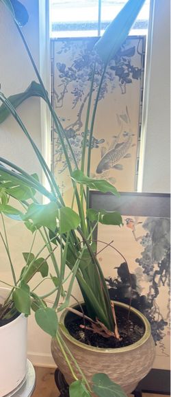 Large Bird of Paradise Plant with Heavy Ceramic Pot – $60