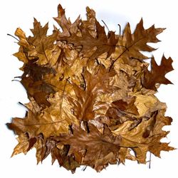5 gal Red oak leaf litter-Organic + Deep freeze sterilized for isopods+bioactives