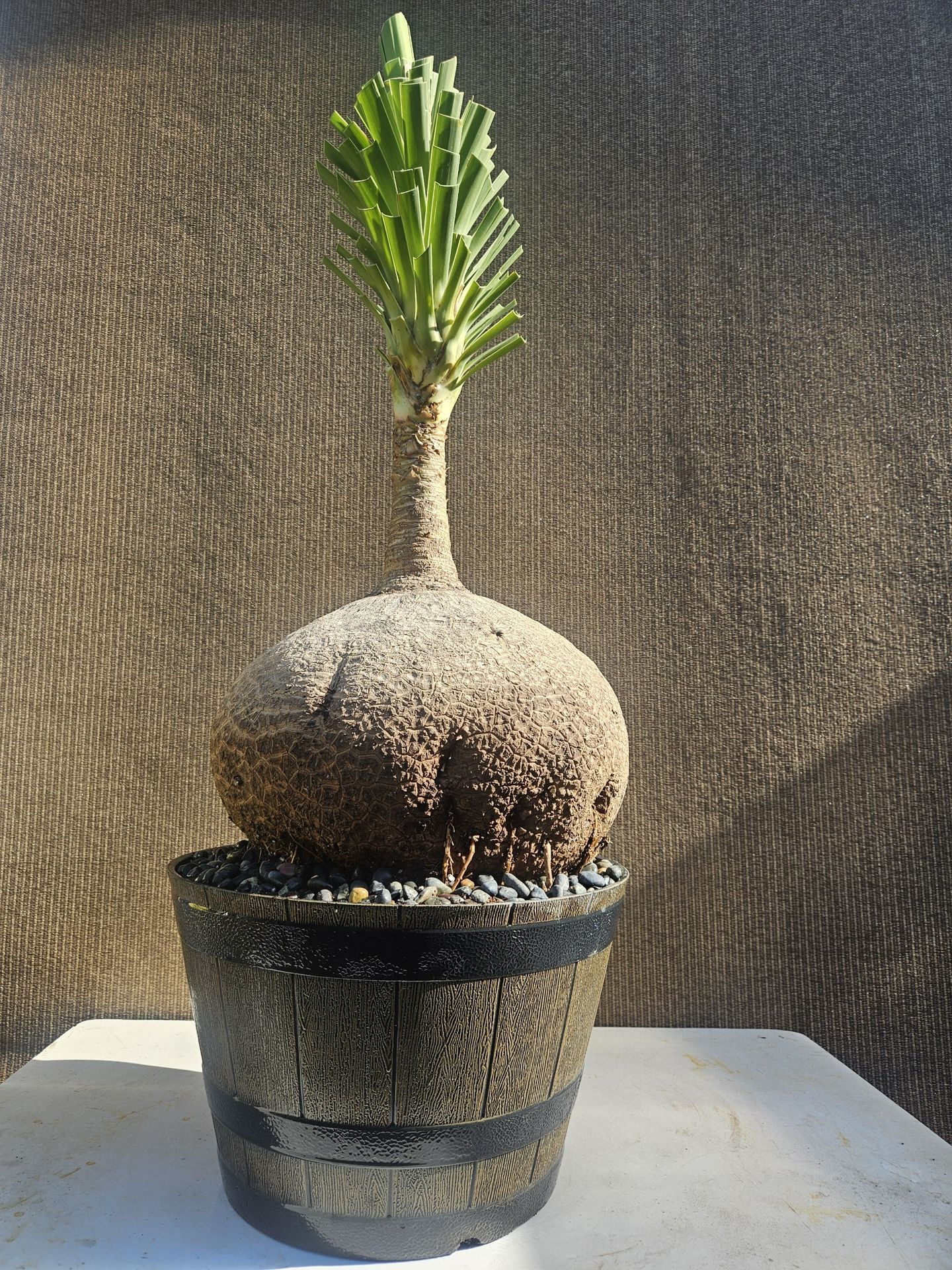 Old Ponytail Palm Bonsai Tree  ( OUTDOOR and INDOOR PLANT)