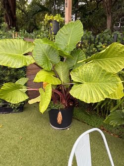 Oreja de elefante plant/ planta
