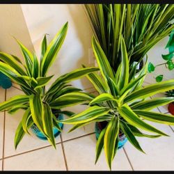 💙Beautiful Lemon Lime Dracaena HEIGHT 27” 👉PLS READ DESCRIPTION 
