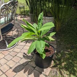 Plumeria 