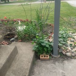 Grass